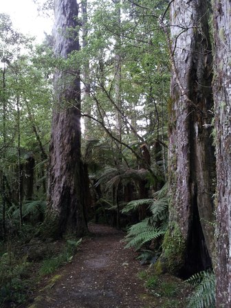 Ancient podocarps in the New Zealand bush - Moerangi Trail